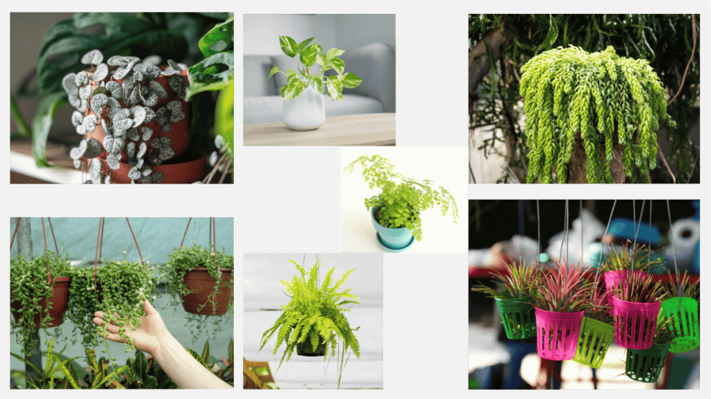 Indoor plant wall