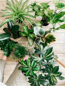 potted plants on wooden floor